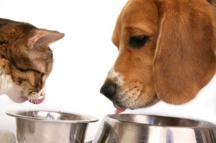 Siemens Motor machine à faire des granulés entièrement automatiques pour chiens pour répondre à la demande de boissons alimentaires